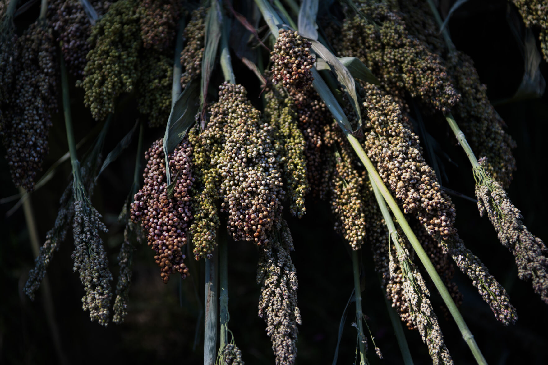 Sorghum Festival. 3.JPG